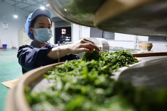 甘雷火竞技下载肃康县：茶香悠悠(图2)
