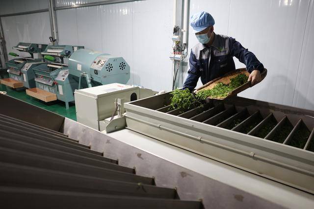 甘雷火竞技下载肃康县：茶香悠悠(图4)
