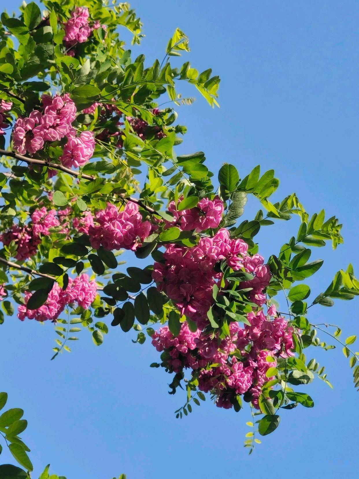 小区绿化带里的香花槐开花了