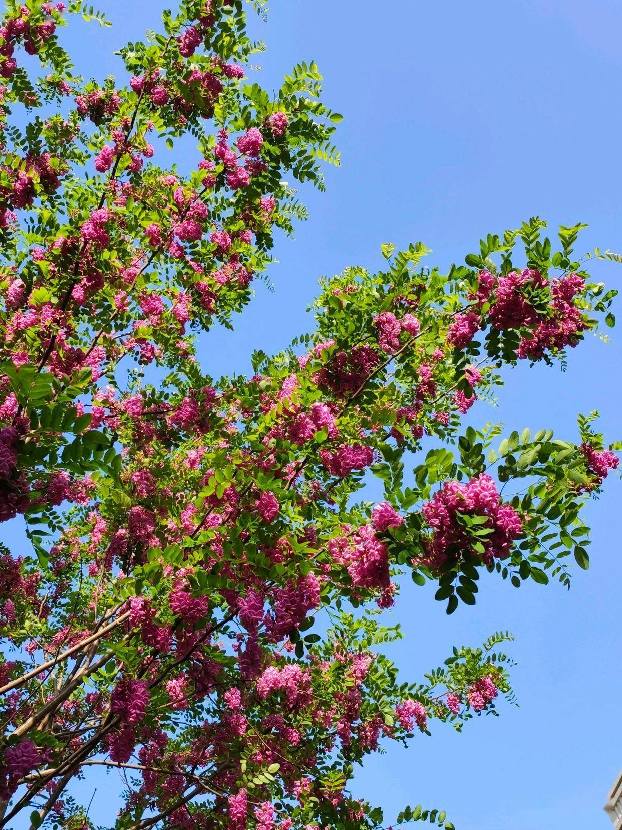 小区绿化带里的香花槐开花了