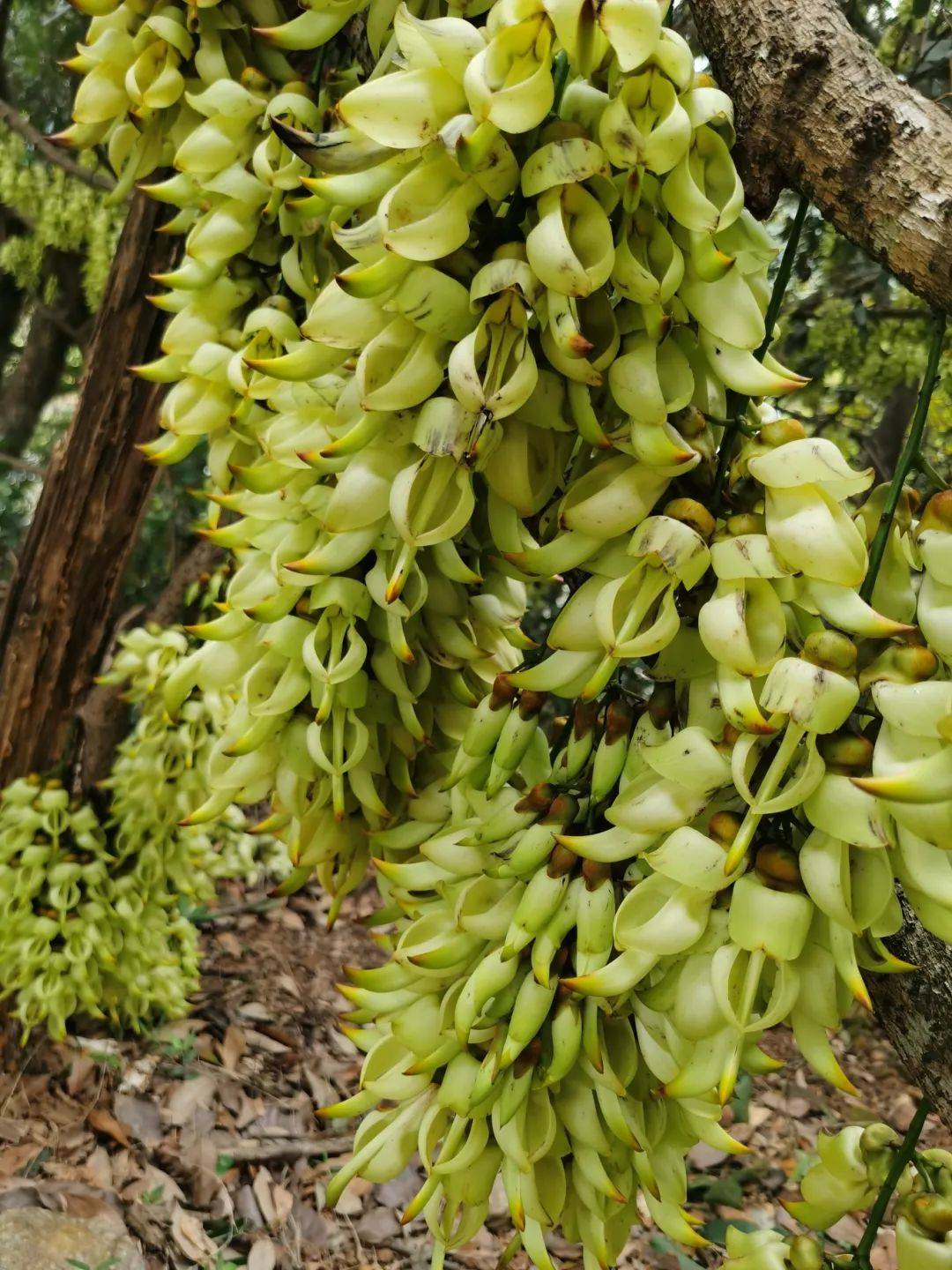 禾雀花摄影大赛开奖了!看看你的作品入选没