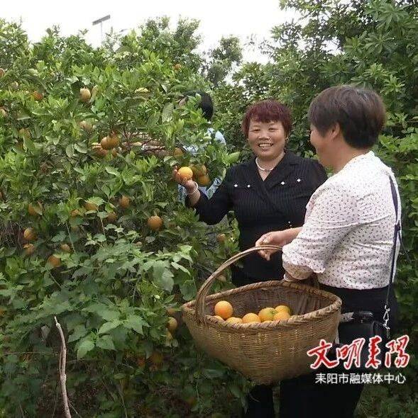 五一假期,耒阳市民夏橙采摘乐趣多_游客_种植_杨明涛