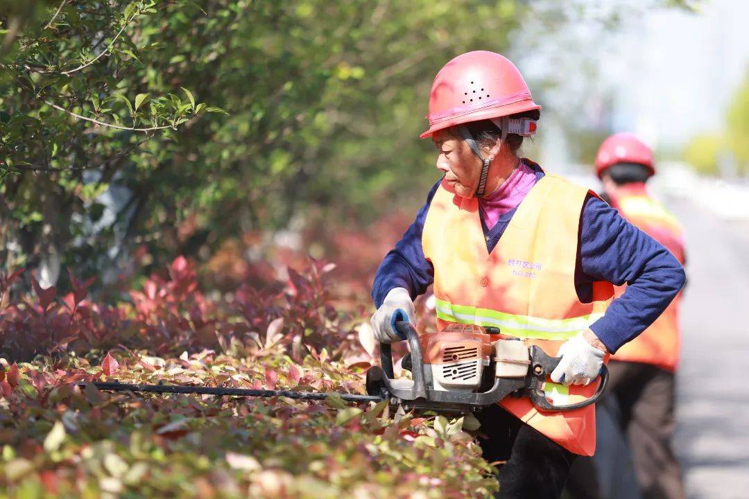 绿化工人修枝剪叶,美化城市容颜