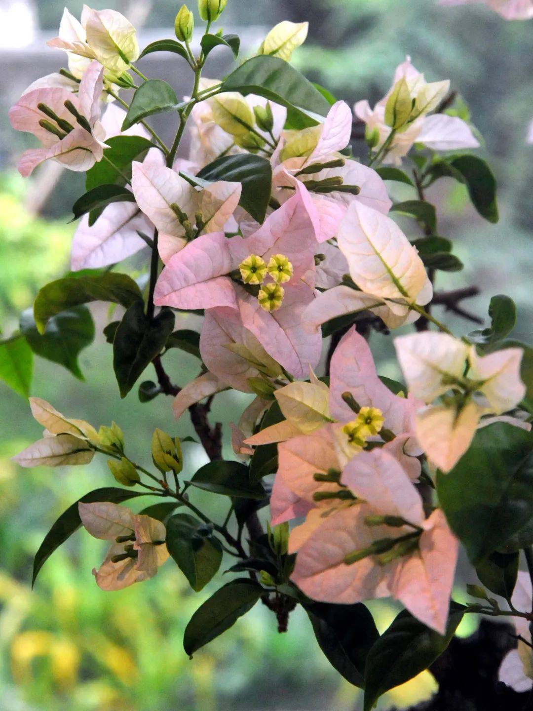 怀胎桐花