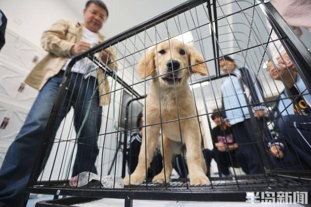 宠物美容进入JN江南app职校课堂毕业后成为高级技工
