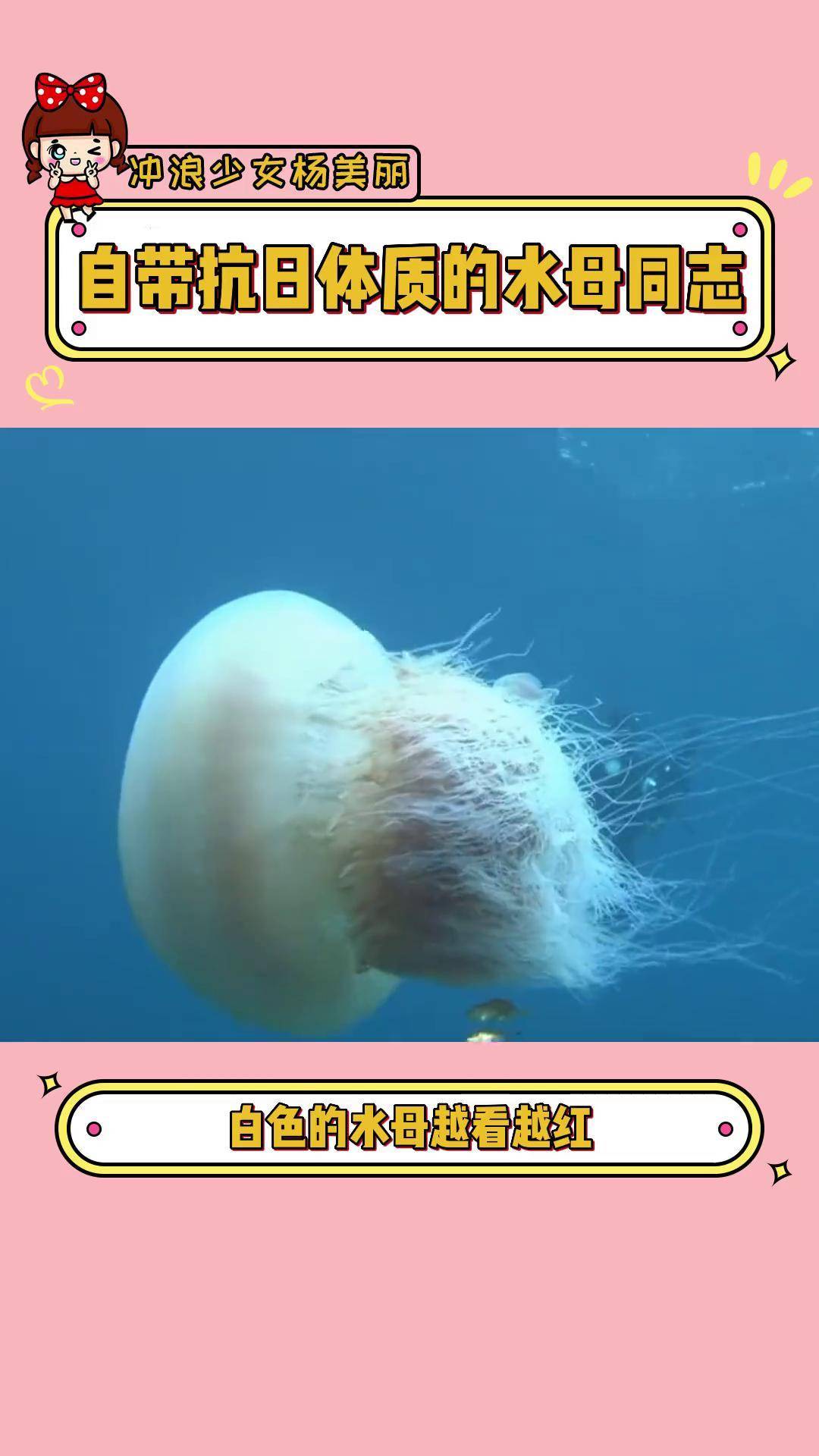 越前水母:我为国家流过血,我为国家立过功 越前水母 海蜇 抗日 神奇