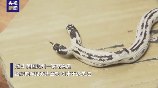 极为罕见！美国一宠物店现双头王蛇，有“两个大脑一个身体”