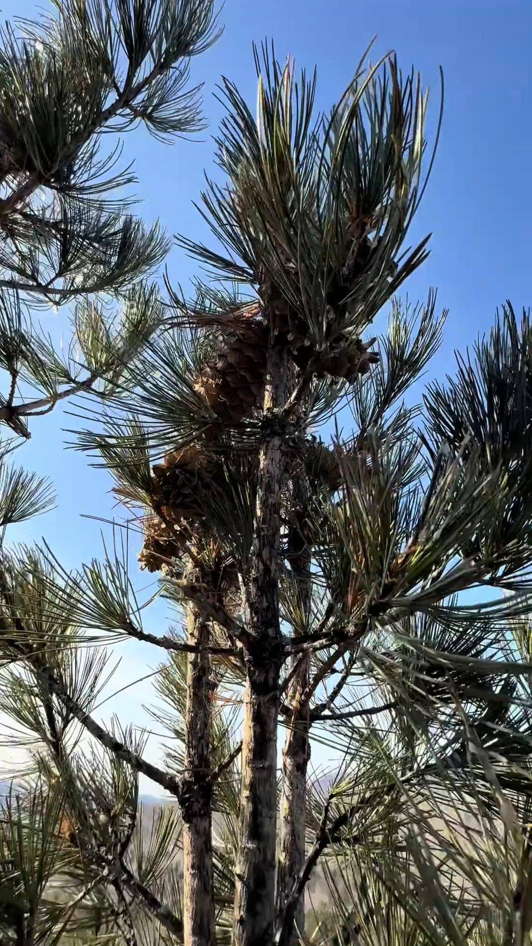 整挺好,进山就有收获 抖音新农人 新农人计划 打松塔