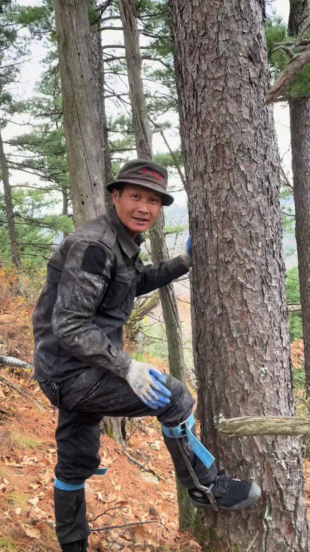 今天风大打松塔不是特别安全,早点回家大自然的馈赠 记录我的大山生活