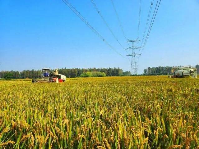 工信部选湖北美食唯一上榜的竟不是热干面PG电子下载(图3)