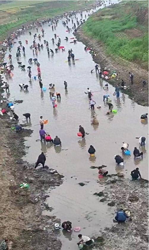 河南浚县一处河道内众人捞金？当地辟谣：捞的是花甲，已劝离捕捞客（浚县能野钓的地方）