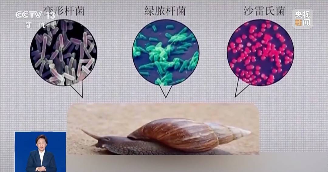 雨后大量出现,广州街坊:一墙都是看得头皮发麻……提醒:不要碰也不要吃! 雨后大量出现,广州街坊:一墙都是看得头皮发麻……提醒:不要碰也不要吃!