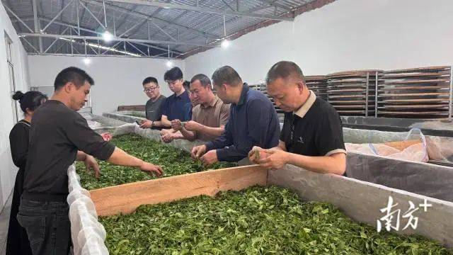 提升茶品PG电子注册质省农村科技特派员送技到寨岗(图1)