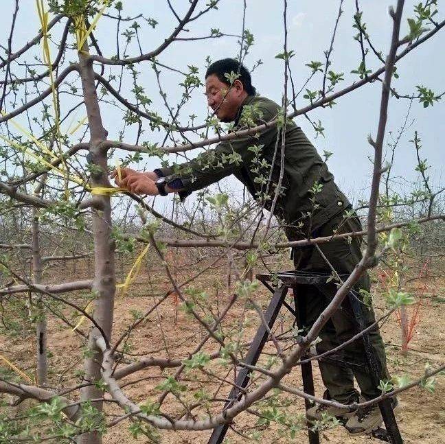 果树标准化拉枝技术_枝条_树体_进行