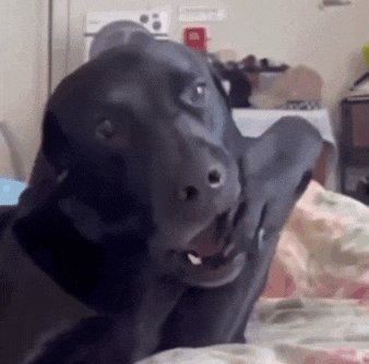 狗子发现自己的腿动不了了,吓得眼神都变得清澈了:我的手死了?