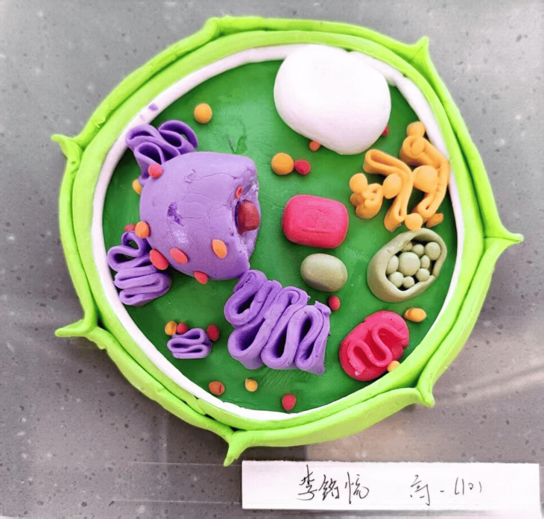 —高一年级生物美术作品创作