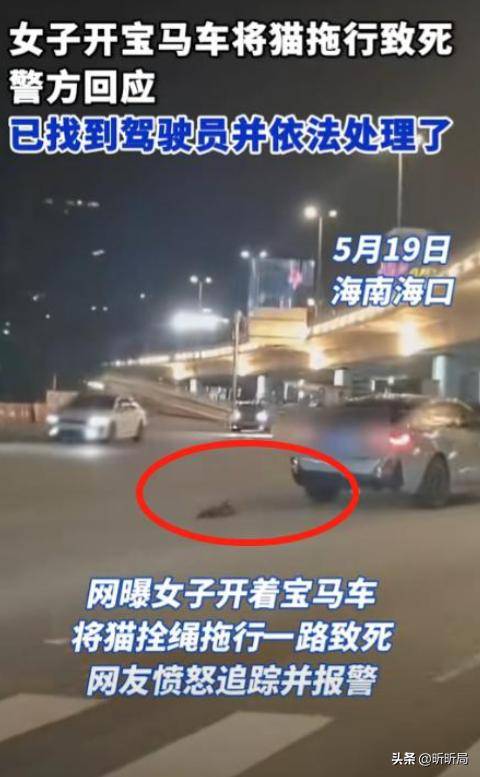 大反转!宝马女司机虐猫致死后续来了:女司机喊冤,警方曝光内幕