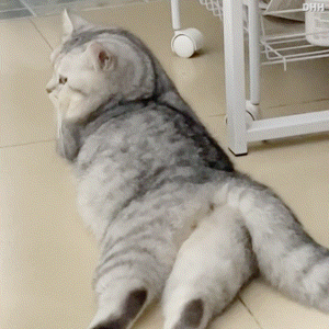 我要闹了!可爱聊天表情包