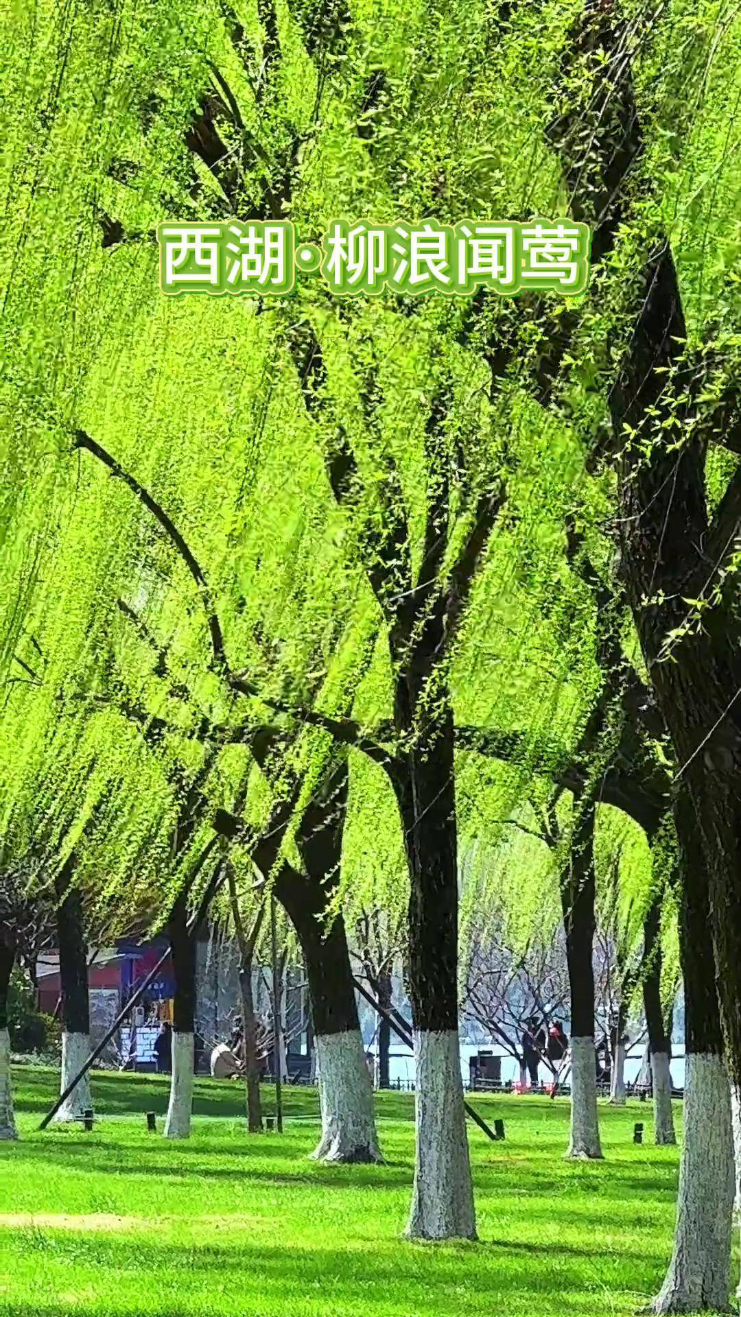 这个早春,你一定拍了很多新柳吧.杭州
