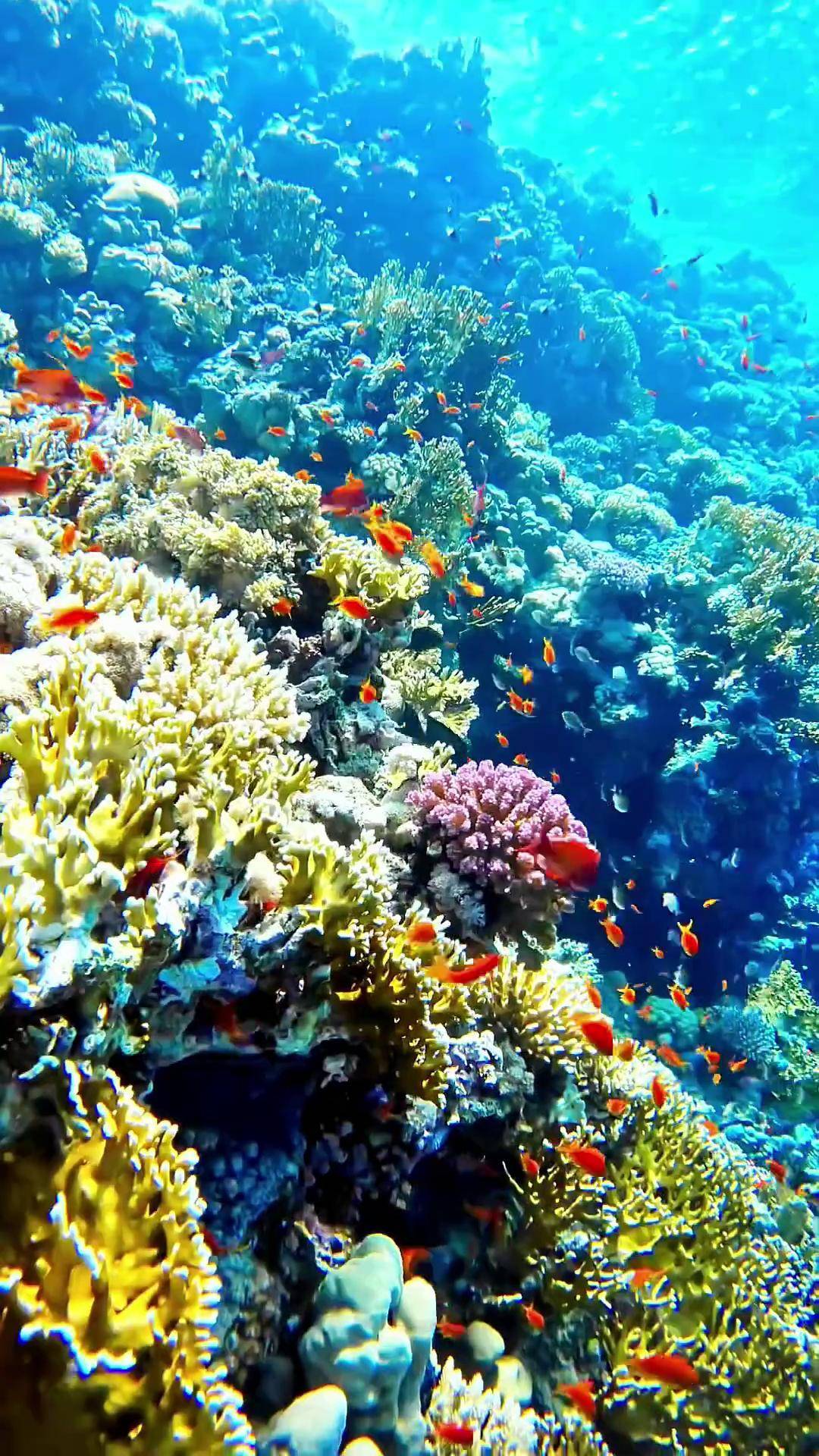一起看看海底世界五彩缤纷大自然的美景奇妙的海洋生物 蓝色治愈系