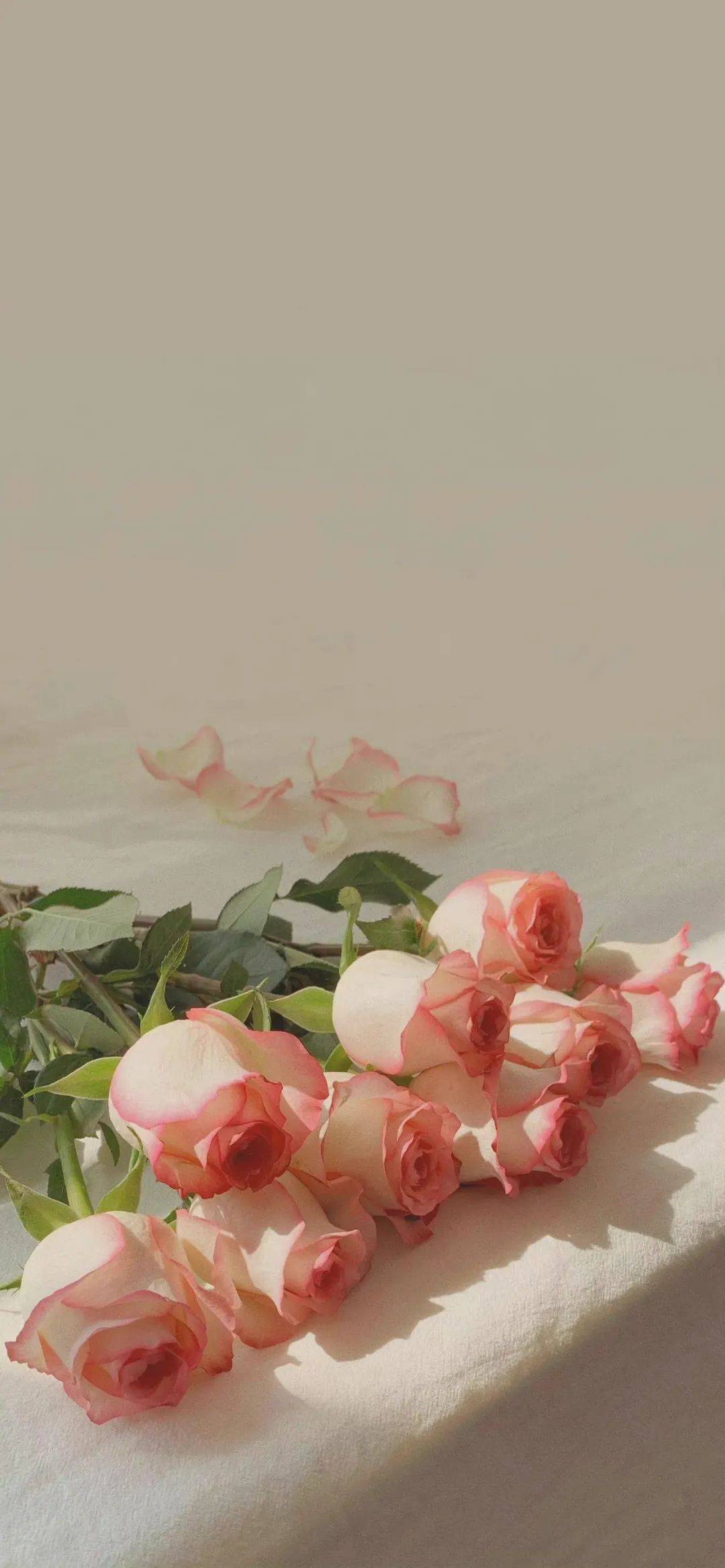 壁纸|高质感ins风手机全屏壁纸