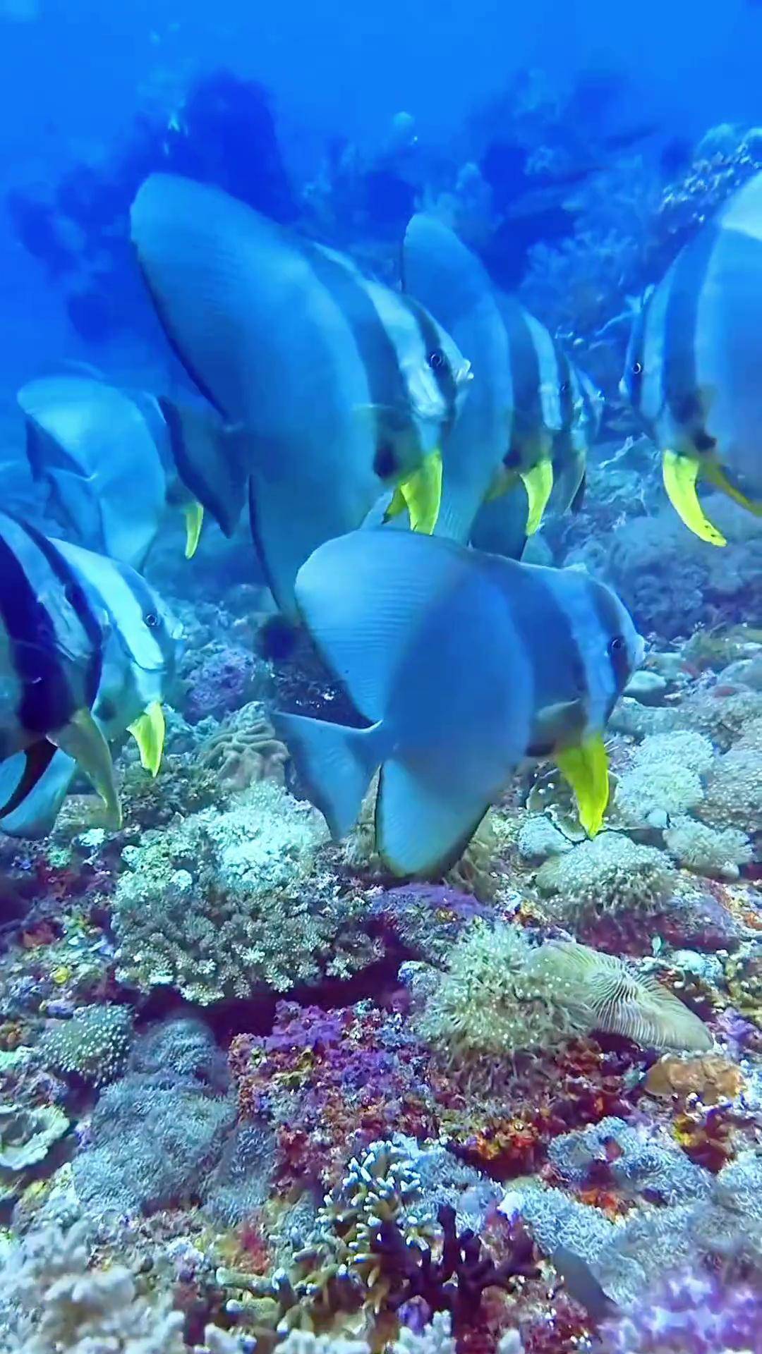 一起看看海底世界看看奇妙的海洋生物 蓝色治愈系 海底真实视频
