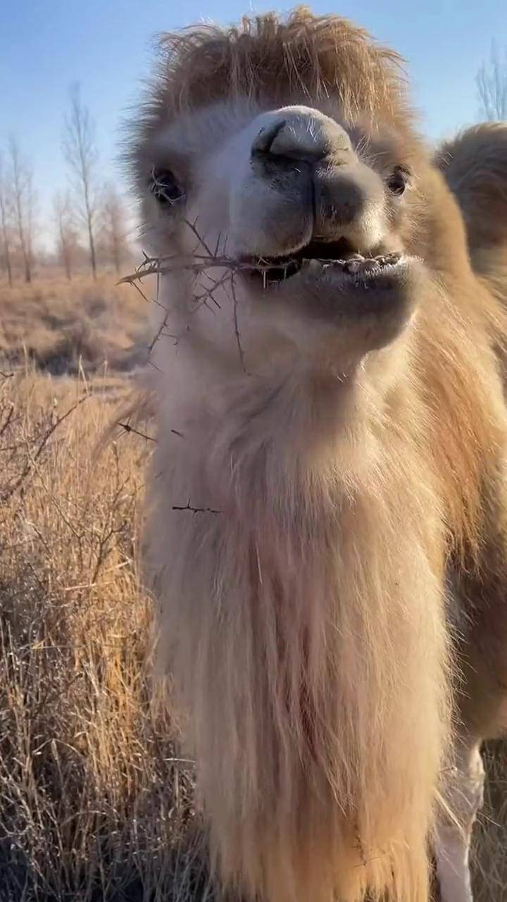 骆驼 野生动物零距离