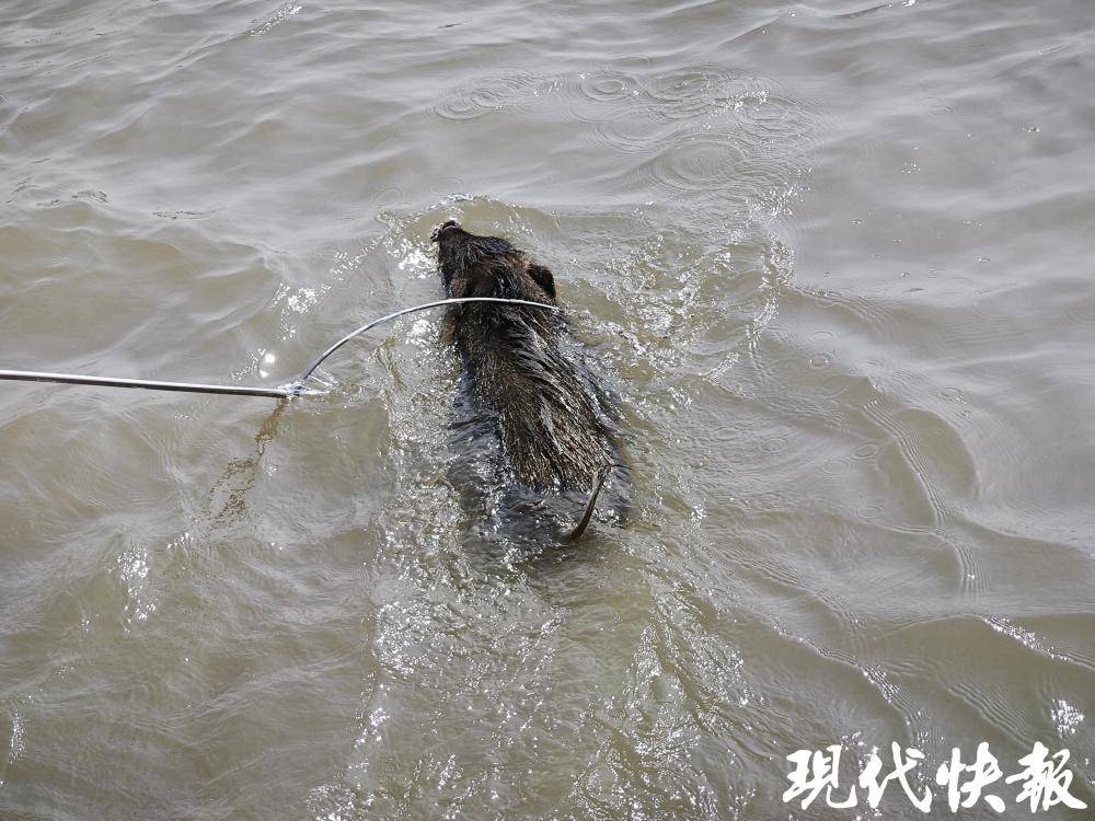 一头野猪以“标准泳姿”一小时横渡长江