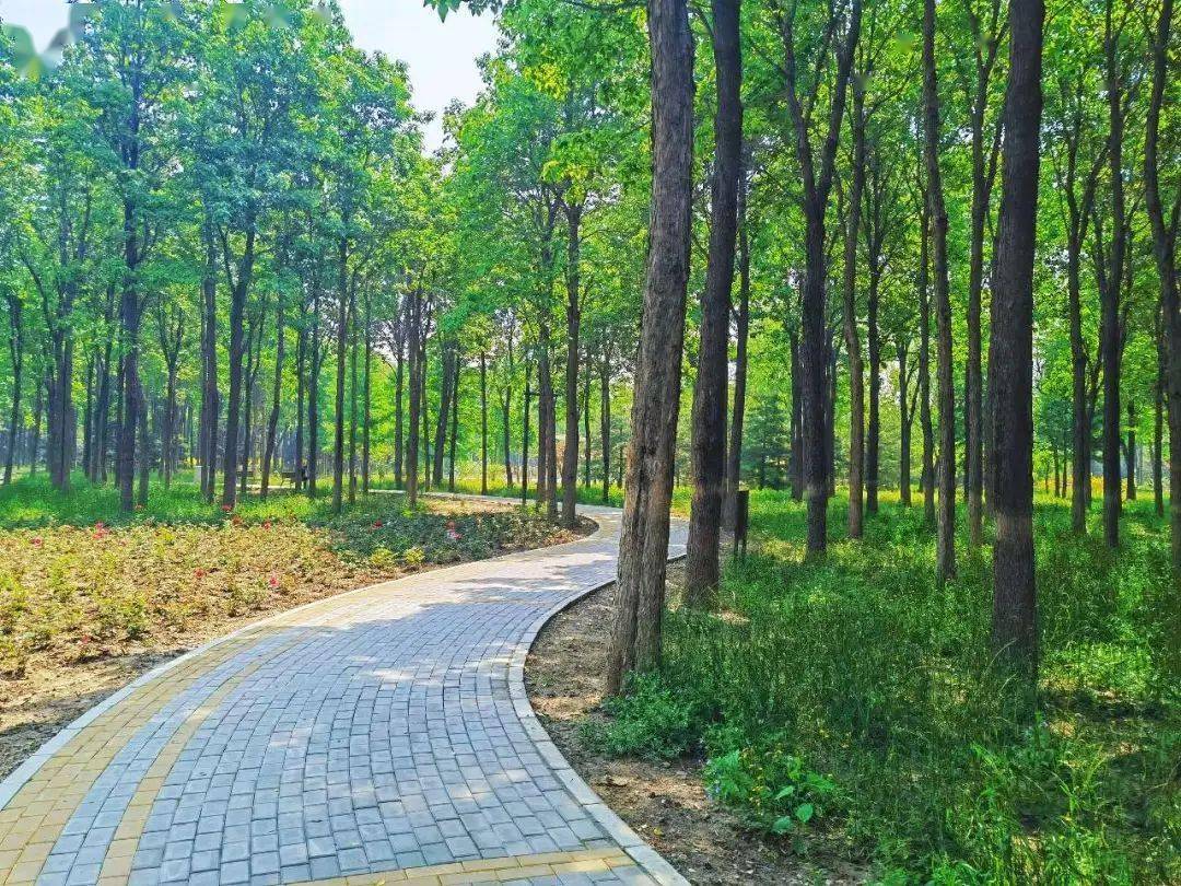 半塔郊野公园改造基本完成,奥北公园四期酝酿中