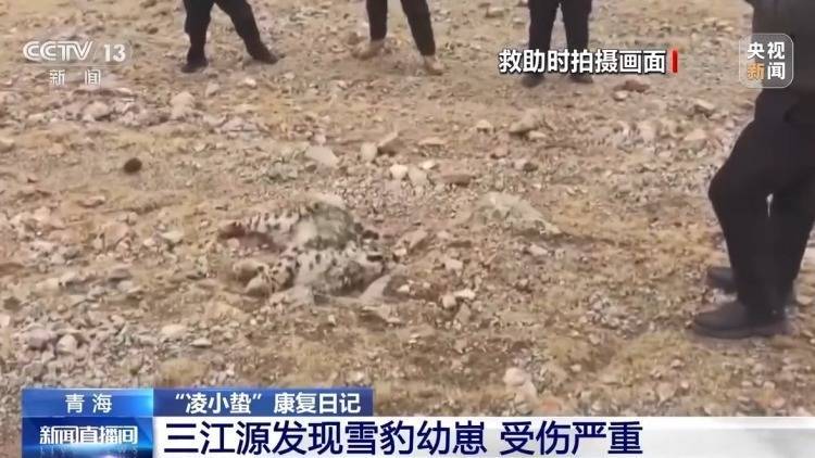 数万网友追更！“凌小蛰”体重已达40斤