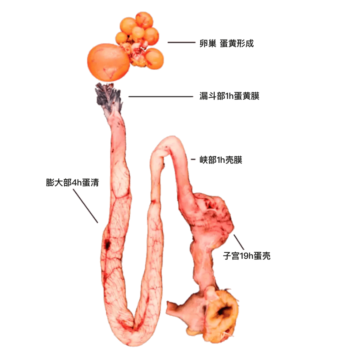 我们知道,鸡蛋是在母鸡卵巢形成蛋黄,进入输卵管后依次包裹蛋白,蛋壳