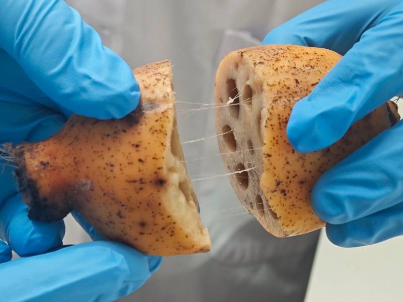 莲藕接骨“塑肉身”，我国科学家让“神话”照进现实！