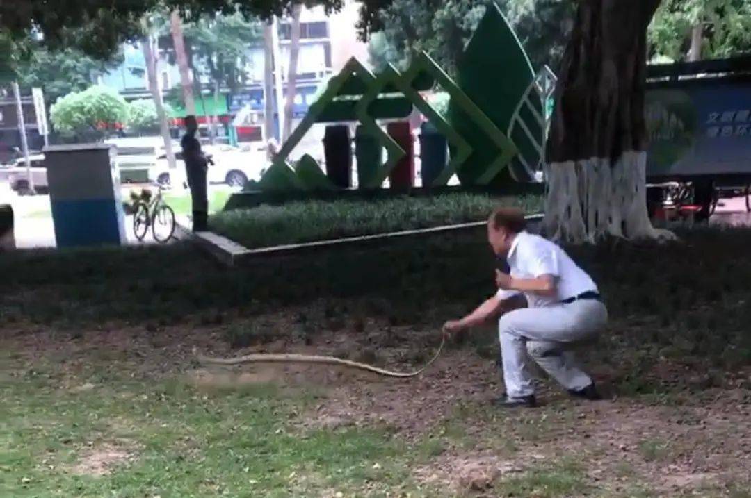天降2米大蛇吓坏打牌阿姨，“硬核”大爷徒手逮住一顿抡摔！专家：不建议这样处理