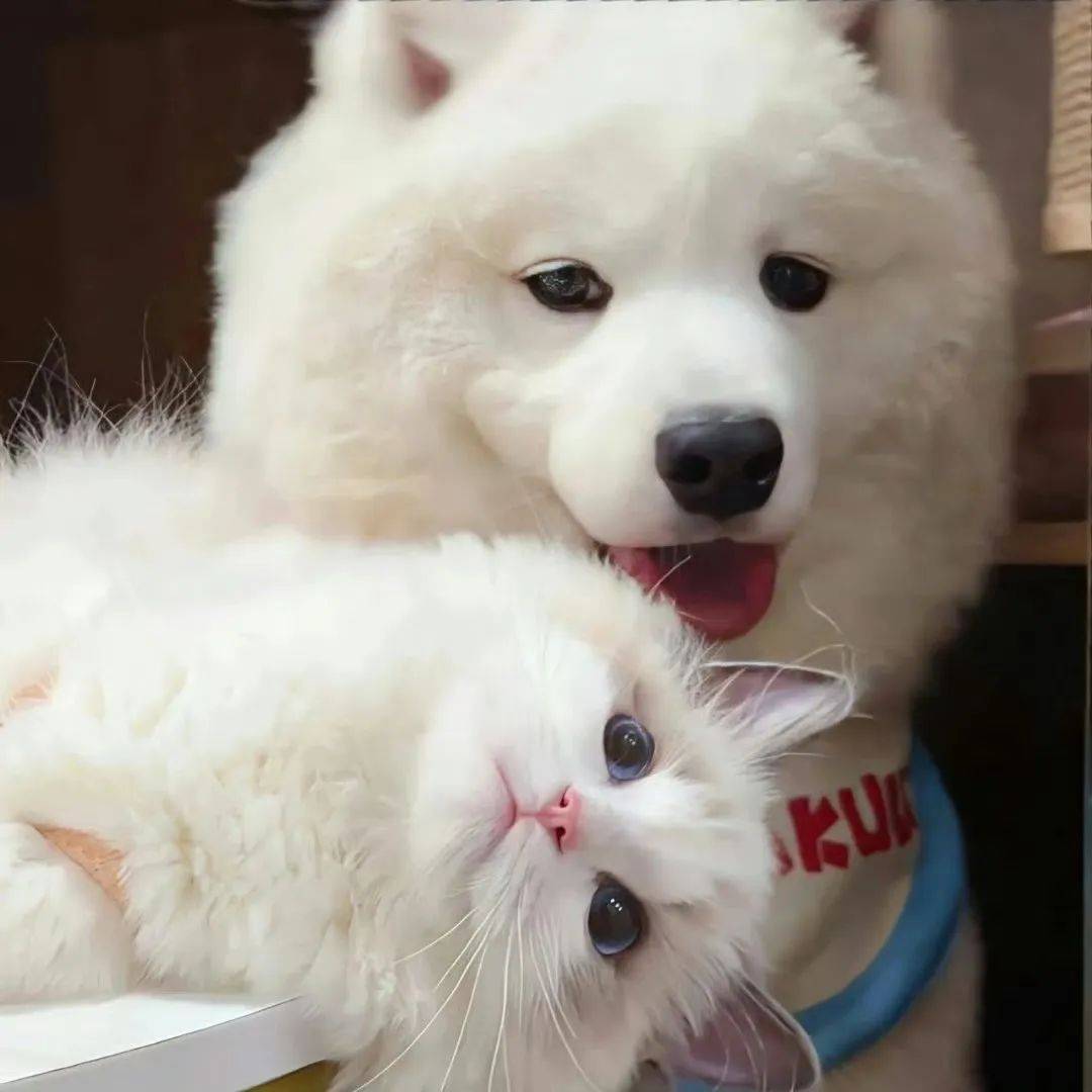 头像 | 承包你一年的微信头像吖 ​​​