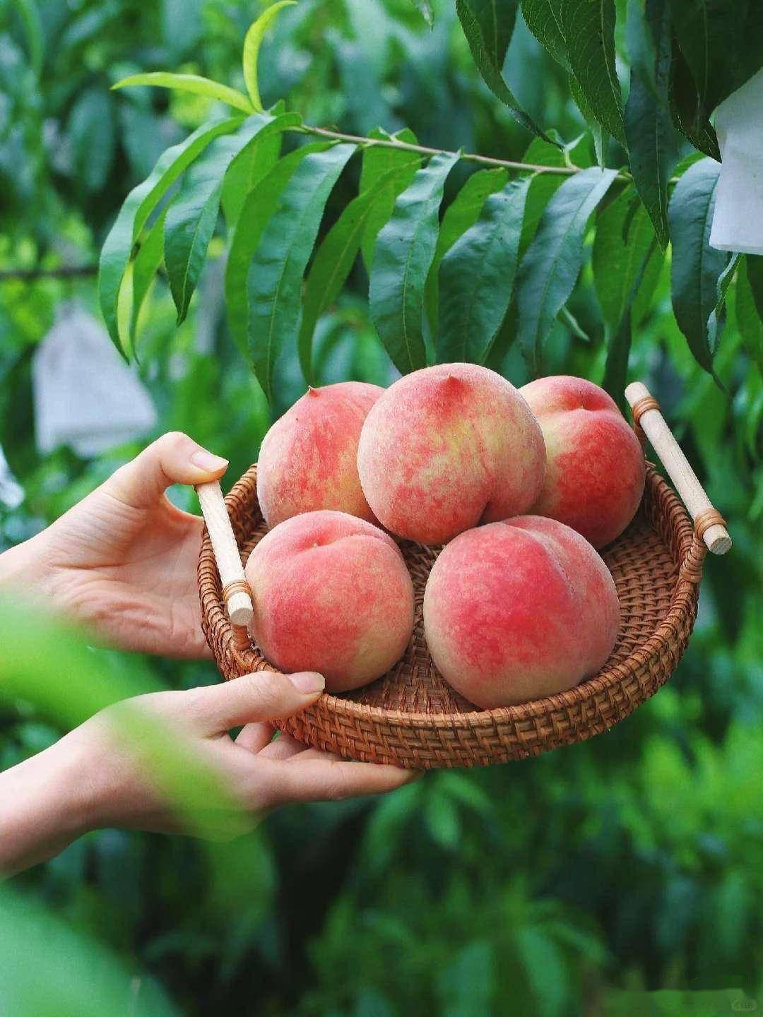 桃子的“致命敌人”，医生提醒您：不要吃两者