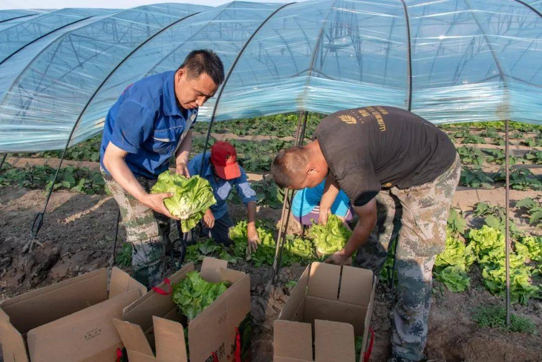 大同云冈区惠风种植农民专业合作社:智慧农田结硕果 特色农业促振兴