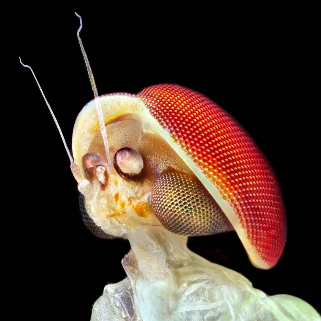 四节蜉蝣蝶角蛉若虫脊胸天牛铅山拟灯蛾芝麻鬼脸天蛾优美台蛾周芳