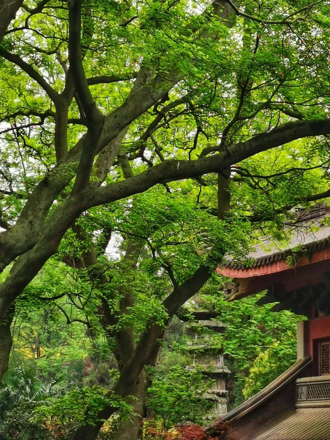 藏识|灵隐寺为何又名"云林禅寺"?