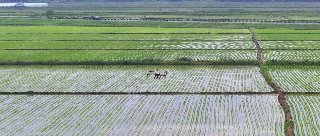 富锦市：无人机施肥智解农忧 科技助农节本增效