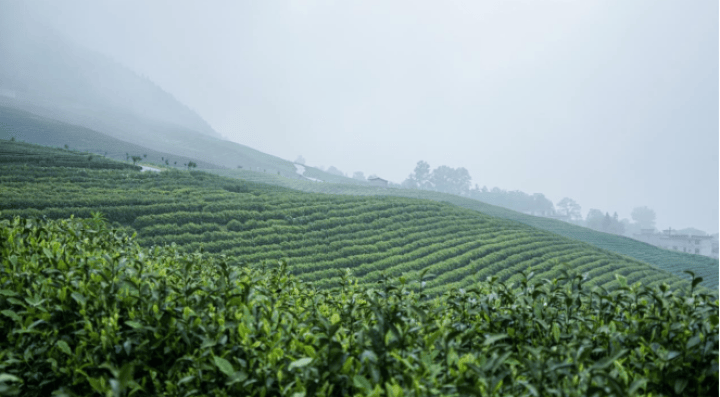 壹沐茶飘香高竹村，晨雾中茶园管护正当时
