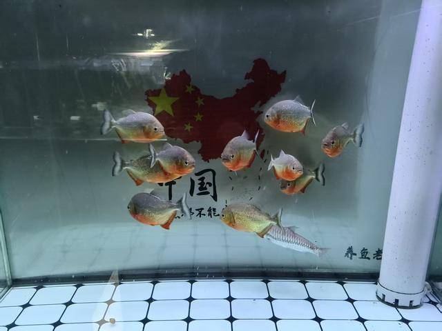 新手快乐缸养鱼技巧_观赏鱼水质管理_换水后鱼死亡