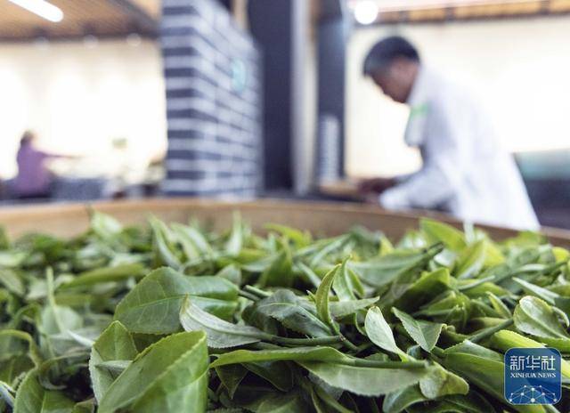 6月17日桂东县茶农抢抓农时采茶制茶，促