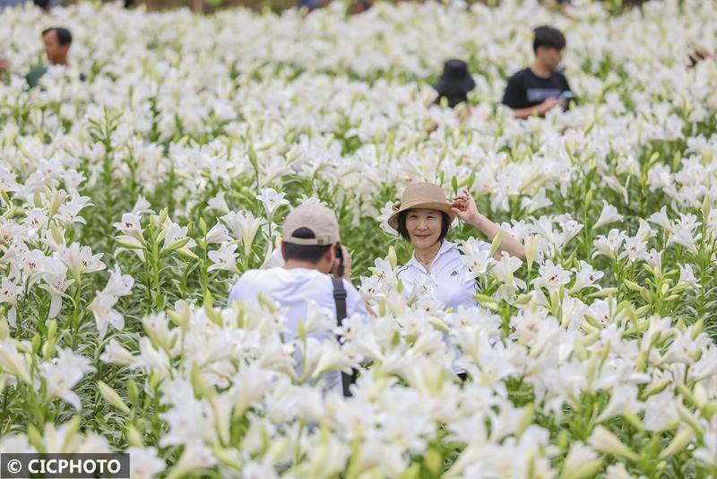 百合花开下一句是什么_南平百合花_
