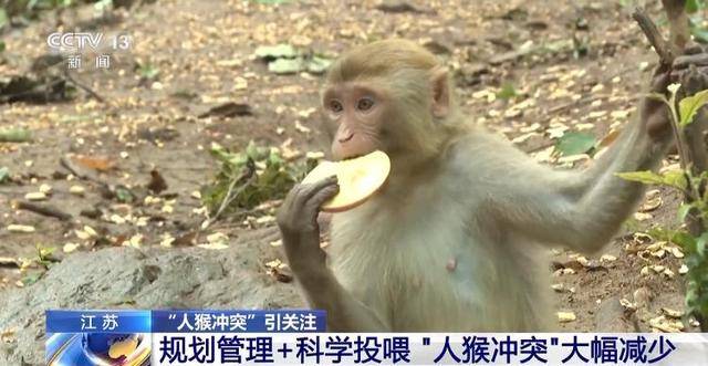 泼猴视频_泼猴什么意思_