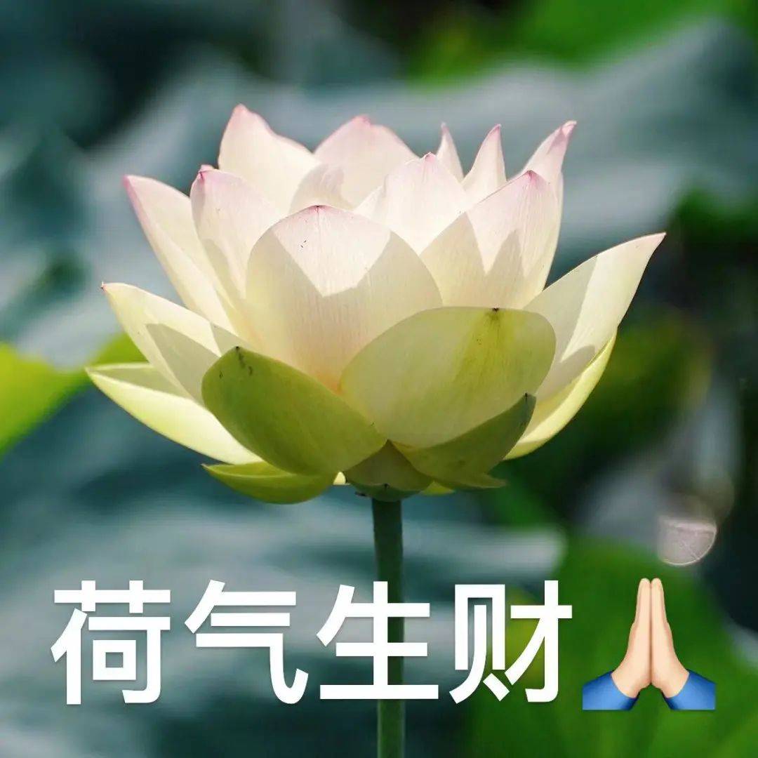 衢州2025年版好运莲莲头像表情包# 你们的荷花头像上新啦# 亲爱的长辈