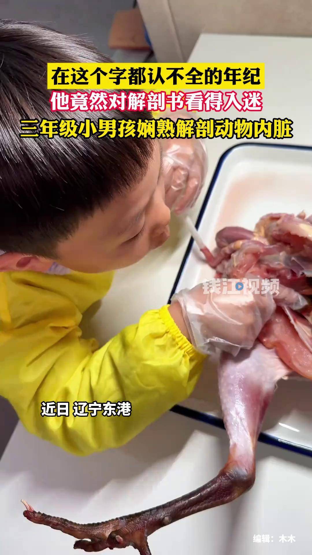 3年级小男孩娴熟解剖动物内脏,爸爸表示:孩子是自学,爷爷奶奶是医生