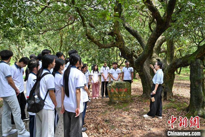 _广东高州根子镇千年贡园_贡园百年古树荔枝