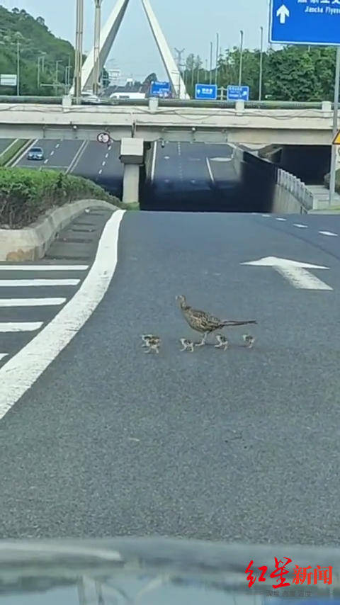 成都街头“野鸡妈妈带崽过马路”，车辆排队让行暖人心