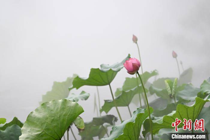 _7下几何题_沛县新正路两侧范围