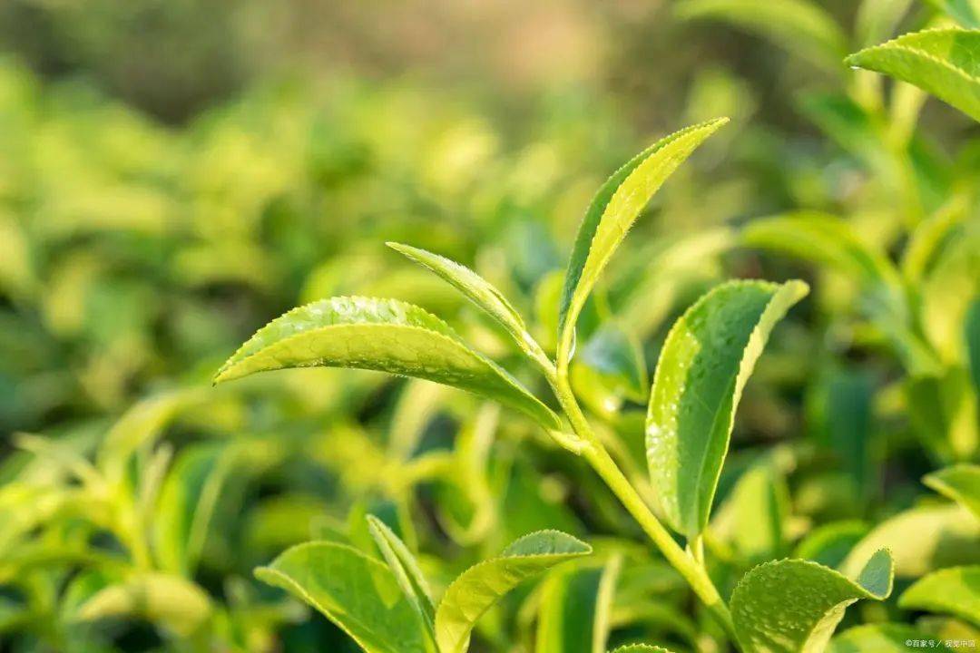喝茶养生的好处_喝茶的养生之道_